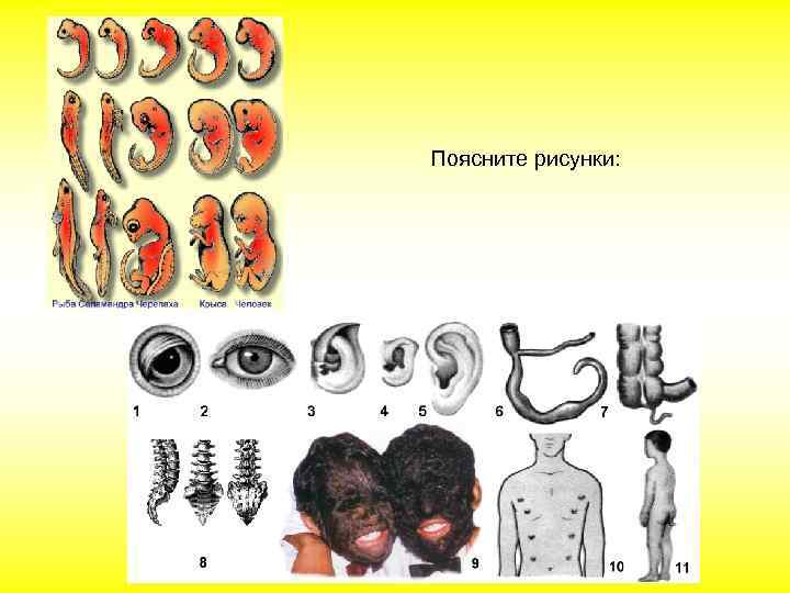 Поясните рисунки: 