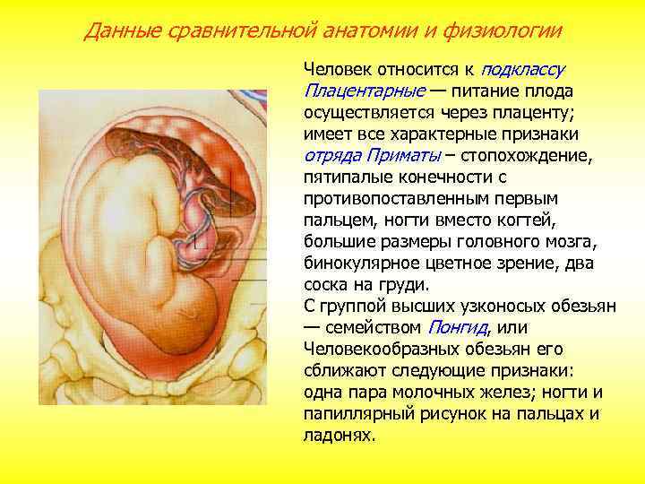 Данные сравнительной анатомии и физиологии Человек относится к подклассу Плацентарные — питание плода осуществляется