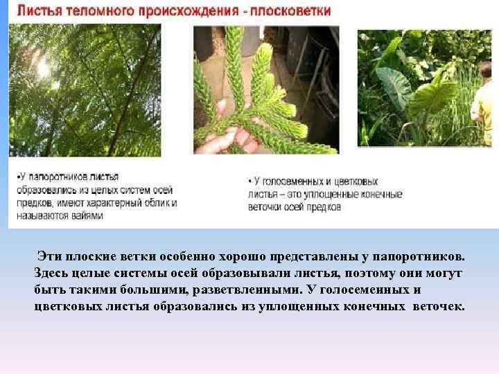 Эти плоские ветки особенно хорошо представлены у папоротников. Здесь целые системы осей образовывали листья,