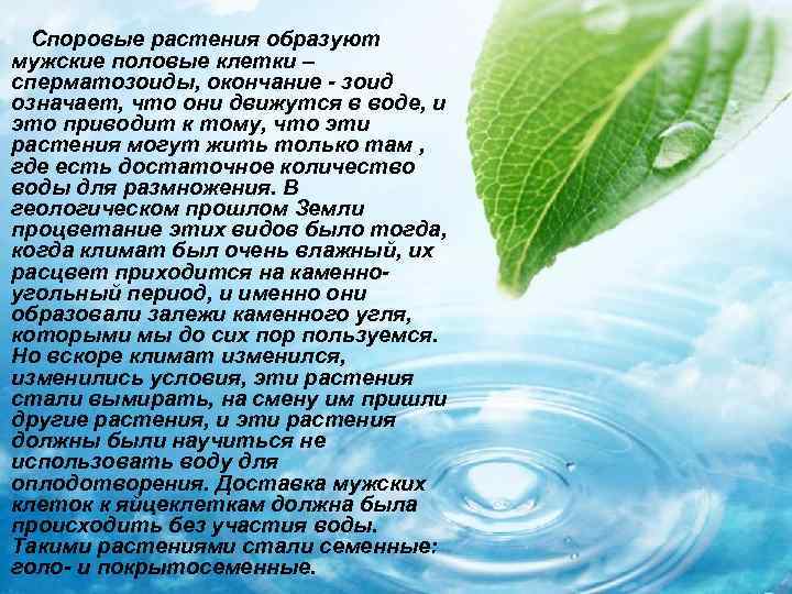  Споровые растения образуют мужские половые клетки – сперматозоиды, окончание - зоид означает, что