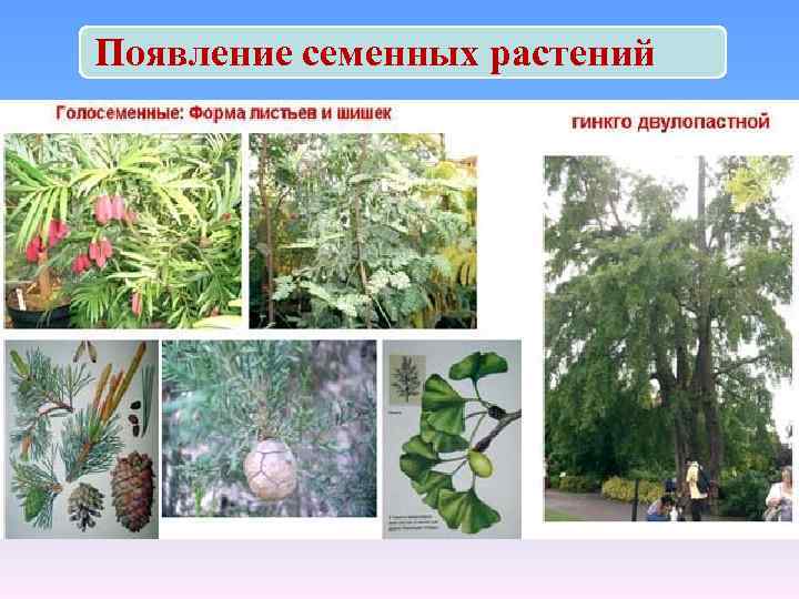 Появление семенных растений 