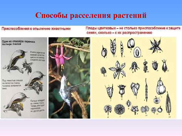 Способы расселения растений 