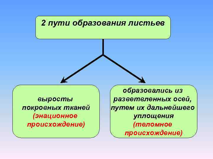 2 пути образования листьев выросты покровных тканей (энационное происхождение) образовались из разветвленных осей, путем