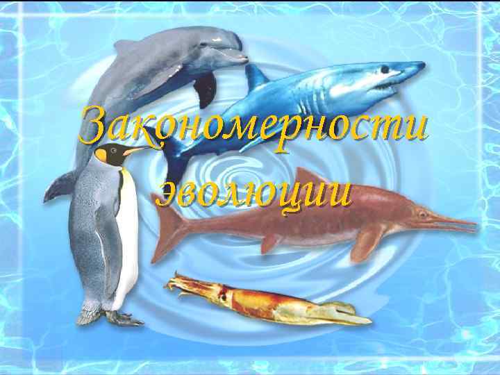 Закономерности эволюции 