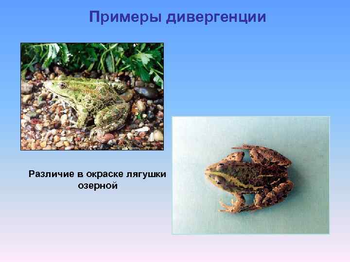 Примеры дивергенции Различие в окраске лягушки озерной 