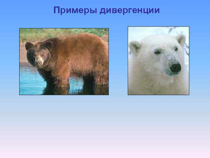 Примеры дивергенции 