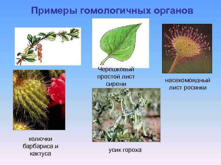 Примеры гомологичных органов Черешковый простой лист сирени колючки барбариса и кактуса усик гороха насекомоядный