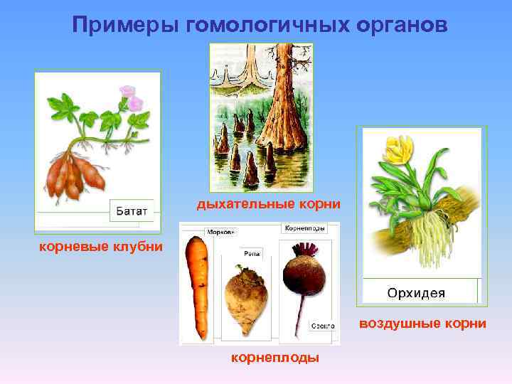 Примеры гомологичных органов дыхательные корни корневые клубни воздушные корни корнеплоды 