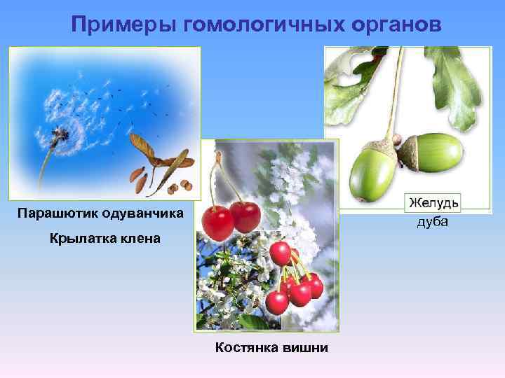 Примеры гомологичных органов Парашютик одуванчика дуба Крылатка клена Костянка вишни 