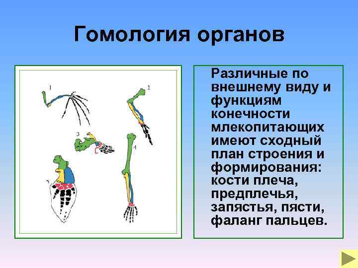 Гомология органов Различные по внешнему виду и функциям конечности млекопитающих имеют сходный план строения