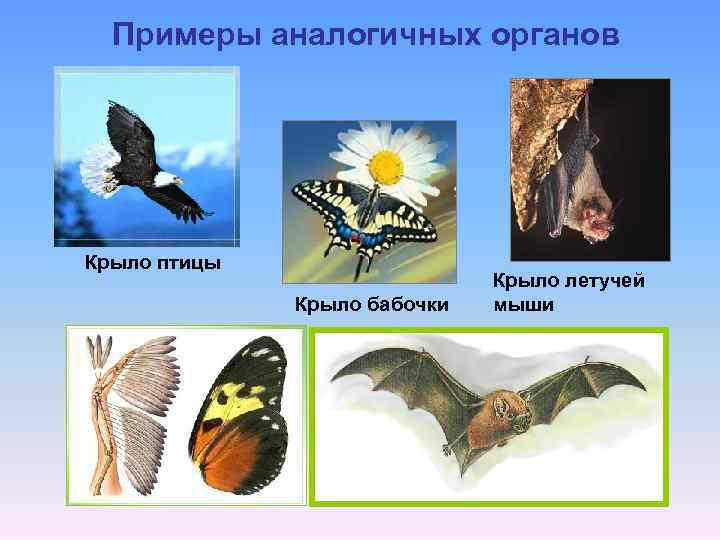 Примеры аналогичных органов Крыло птицы Крыло бабочки Крыло летучей мыши 