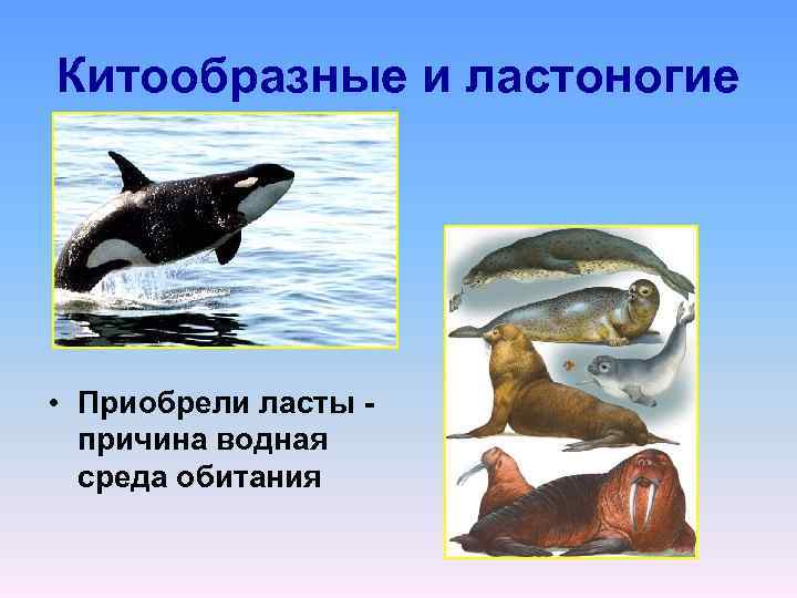 Китообразные и ластоногие • Приобрели ласты - причина водная среда обитания 