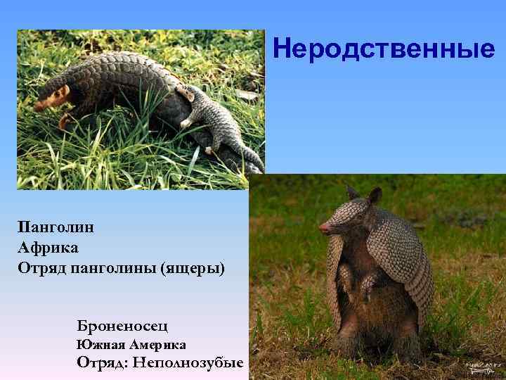Неродственные Панголин Африка Отряд панголины (ящеры) Броненосец Южная Америка Отряд: Неполнозубые 