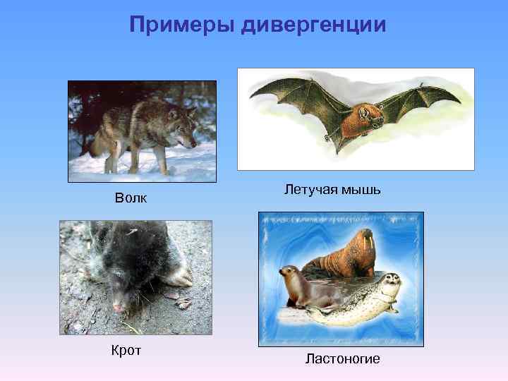 Примеры дивергенции Волк Крот Летучая мышь Ластоногие 