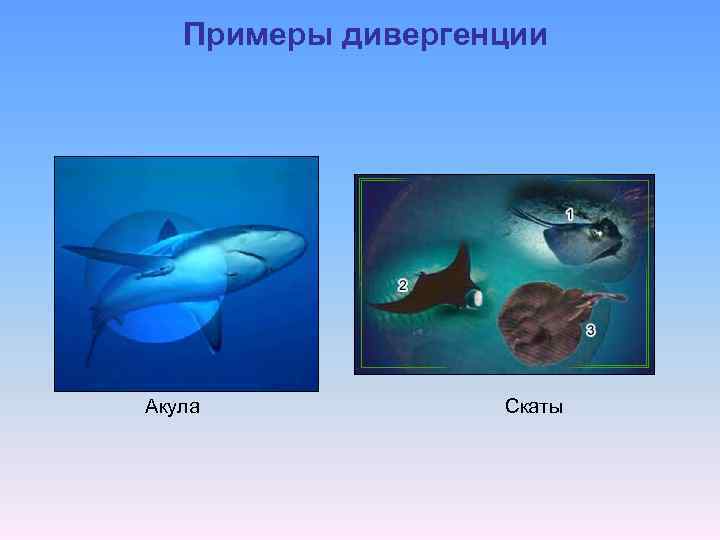 Примеры дивергенции Акула Скаты 