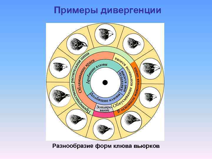 Примеры дивергенции Разнообразие форм клюва вьюрков 