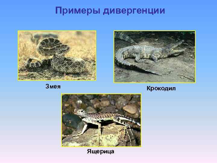 Примеры дивергенции Змея Крокодил Ящерица 