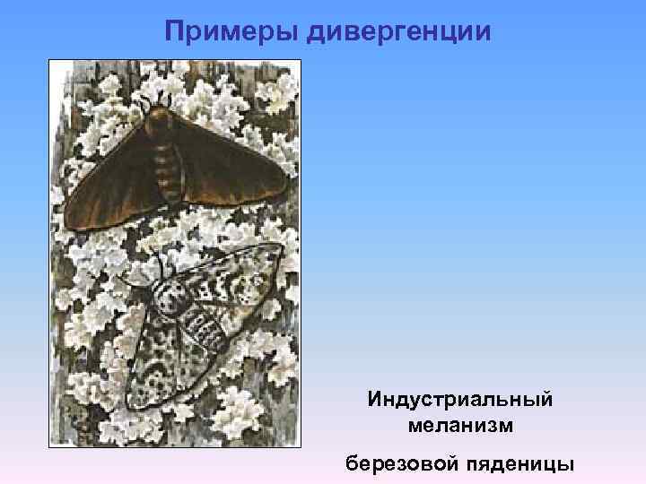 Примеры дивергенции Индустриальный меланизм березовой пяденицы 