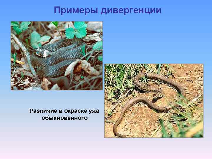 Примеры дивергенции Различие в окраске ужа обыкновенного 