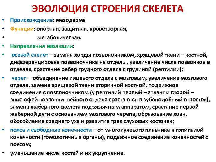 ЭВОЛЮЦИЯ СТРОЕНИЯ СКЕЛЕТА Происхождение: мезодерма Функции: опорная, защитная, кроветворная, метаболическая. Направления эволюции: осевой скелет