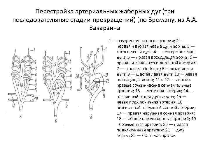 Перестройка артериальных жаберных дуг (три последовательные стадии превращений) (по Броману, из А. А. Заварзина