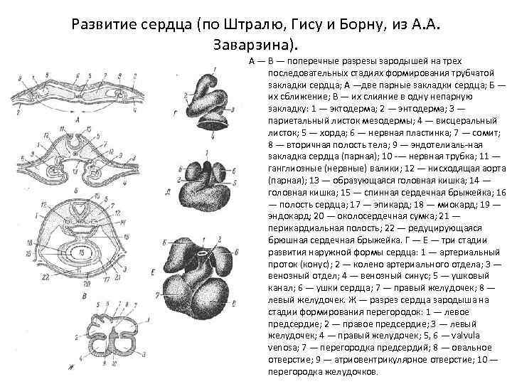 Развитие сердца (по Штралю, Гису и Борну, из А. А. Заварзина). А — В