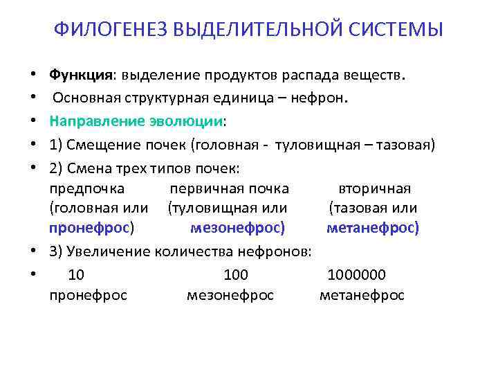 ФИЛОГЕНЕЗ ВЫДЕЛИТЕЛЬНОЙ СИСТЕМЫ Функция: выделение продуктов распада веществ. Основная структурная единица – нефрон. Направление