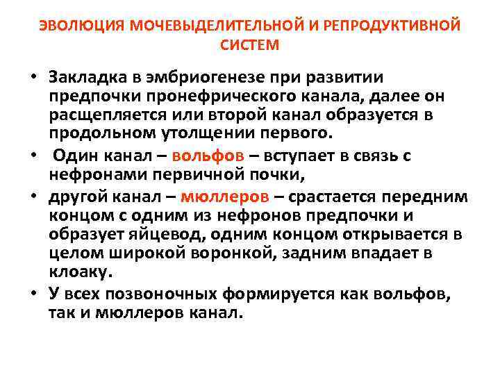 ЭВОЛЮЦИЯ МОЧЕВЫДЕЛИТЕЛЬНОЙ И РЕПРОДУКТИВНОЙ СИСТЕМ • Закладка в эмбриогенезе при развитии предпочки пронефрического канала,