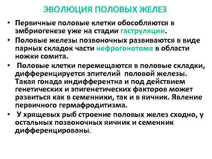 ЭВОЛЮЦИЯ ПОЛОВЫХ ЖЕЛЕЗ • Первичные половые клетки обособляются в эмбриогенезе уже на стадии гаструляции.