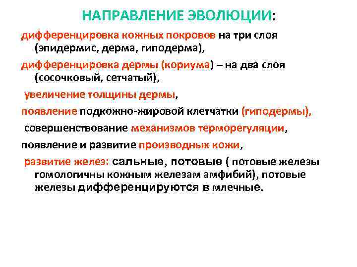 НАПРАВЛЕНИЕ ЭВОЛЮЦИИ: дифференцировка кожных покровов на три слоя (эпидермис, дерма, гиподерма), дифференцировка дермы (кориума)