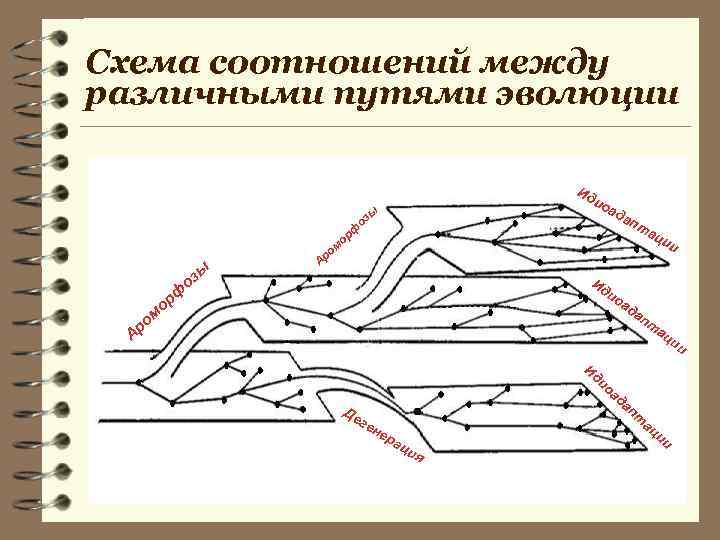 Схема соотношений между различными путями эволюции Ид ио зы зы м ро ад о