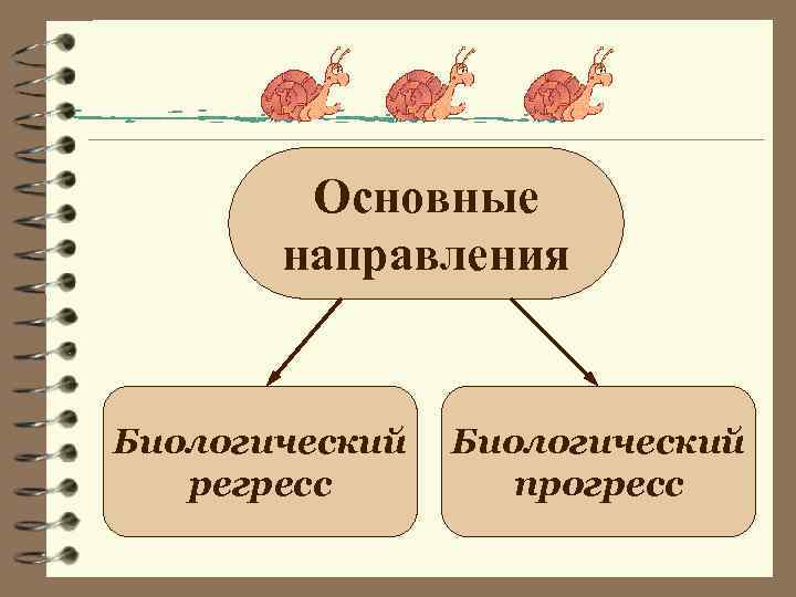 Основные направления Биологический регресс Биологический прогресс 