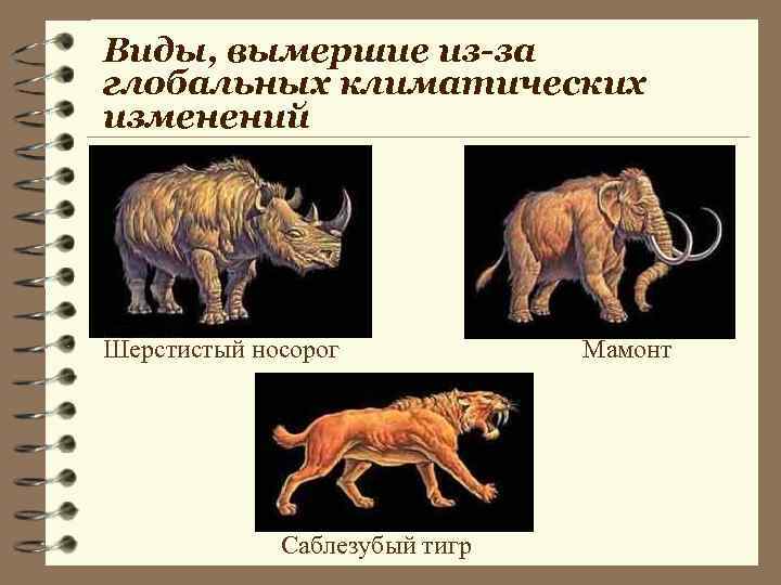 Виды, вымершие из-за глобальных климатических изменений Шерстистый носорог Саблезубый тигр Мамонт 