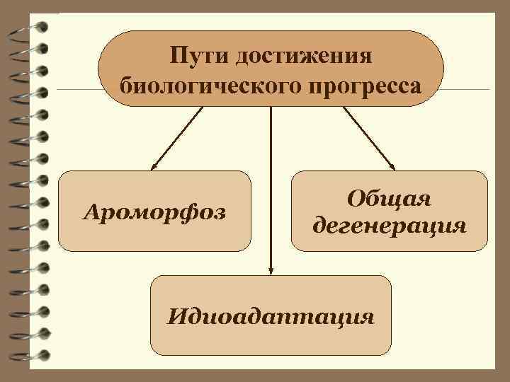 Пути достижения биологического прогресса Ароморфоз Общая дегенерация Идиоадаптация 