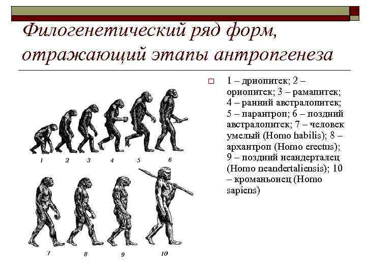 Филогенетический ряд форм, отражающий этапы антропгенеза o 1 – дриопитек; 2 – ориопитек; 3