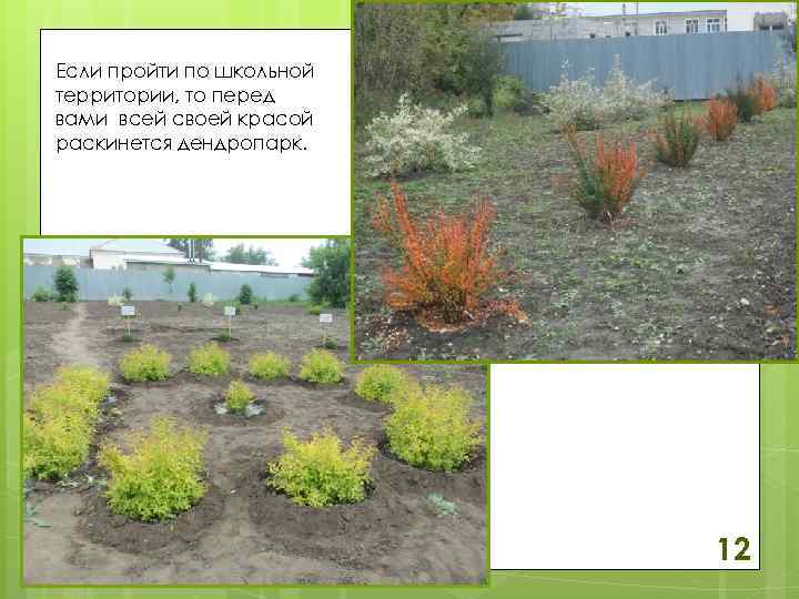 Если пройти по школьной территории, то перед вами всей своей красой раскинется дендропарк. 12
