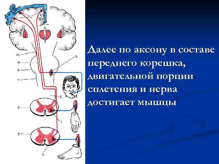 Далее по аксону в составе переднего корешка, двигательной порции сплетения и нерва достигает мышцы