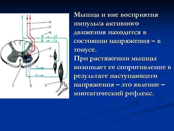 Мышца и вне восприятия импульса активного движения находится в состоянии напряжения – в тонусе.