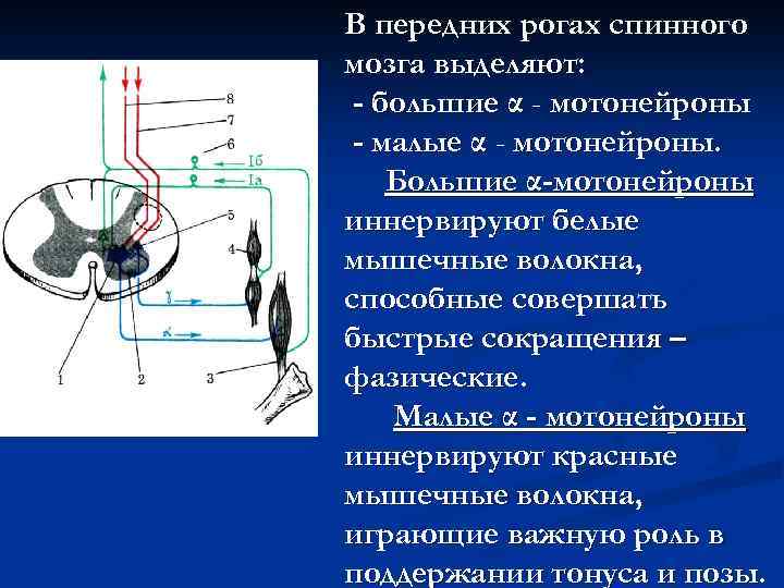 В передних рогах спинного мозга выделяют: - большие α - мотонейроны - малые α