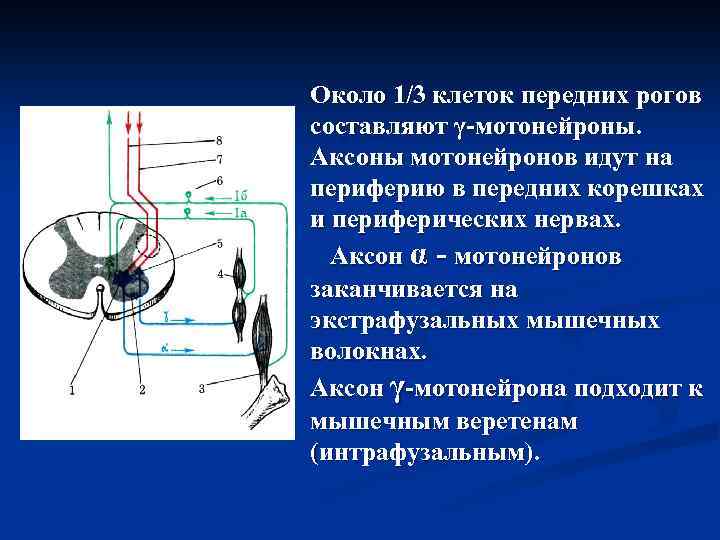 Около 1/3 клеток передних рогов составляют γ-мотонейроны. Аксоны мотонейронов идут на периферию в передних