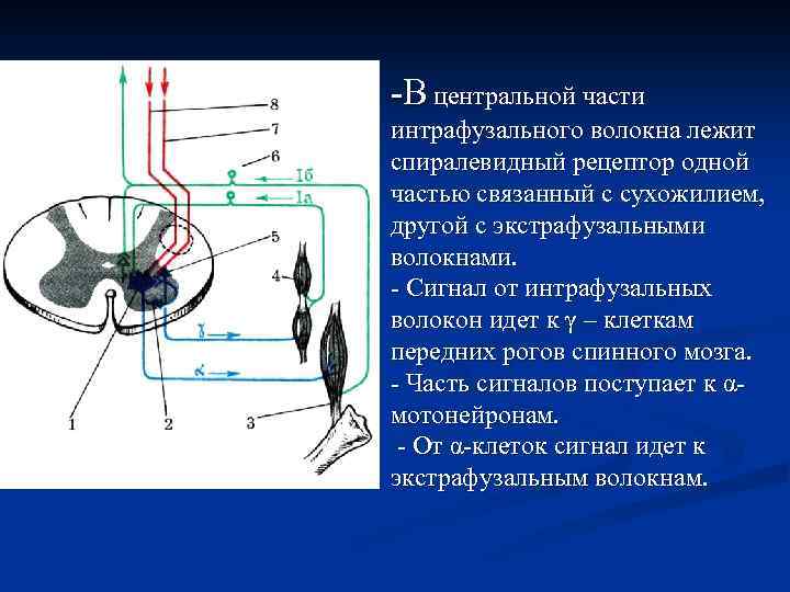 -В центральной части интрафузального волокна лежит спиралевидный рецептор одной частью связанный с сухожилием, другой