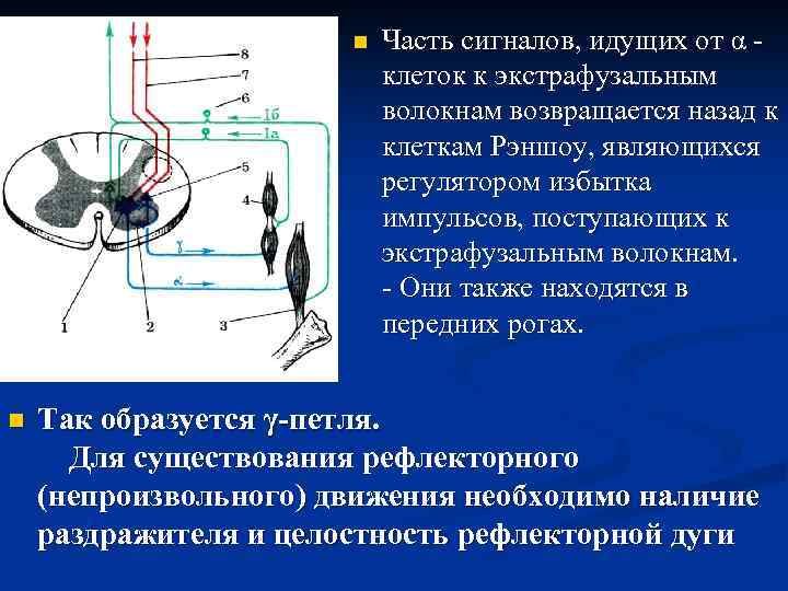 n n Часть сигналов, идущих от α клеток к экстрафузальным волокнам возвращается назад к