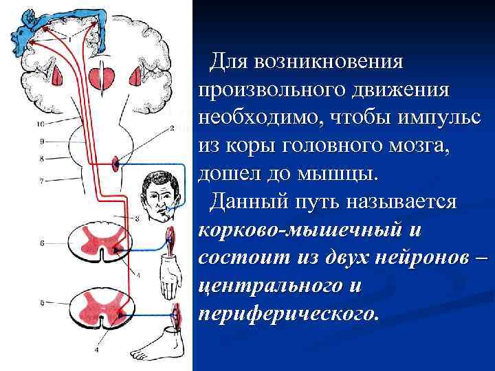 Для возникновения произвольного движения необходимо, чтобы импульс из коры головного мозга, дошел до мышцы.