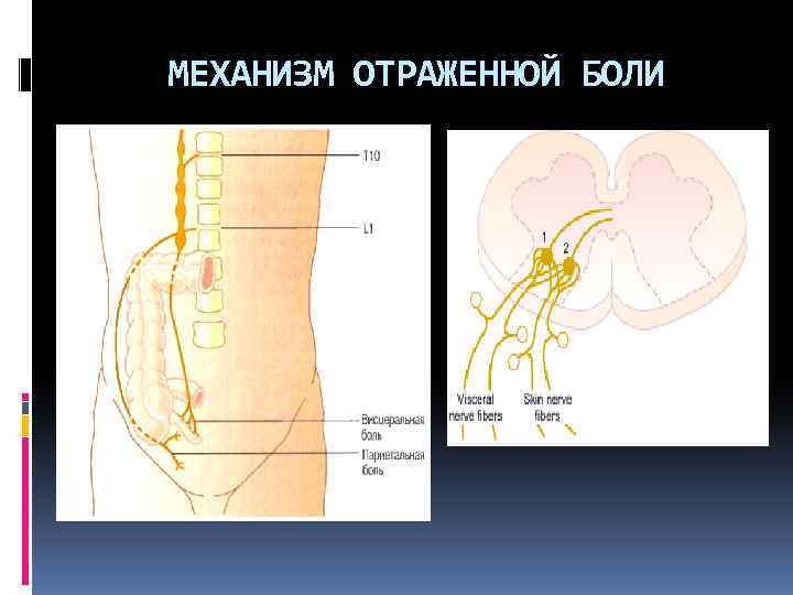 МЕХАНИЗМ ОТРАЖЕННОЙ БОЛИ 