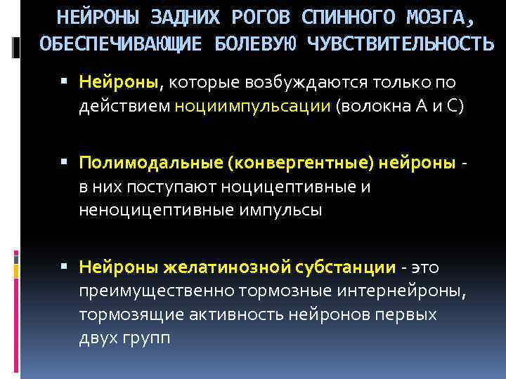 НЕЙРОНЫ ЗАДНИХ РОГОВ СПИННОГО МОЗГА, ОБЕСПЕЧИВАЮЩИЕ БОЛЕВУЮ ЧУВСТВИТЕЛЬНОСТЬ Нейроны, которые возбуждаются только по действием
