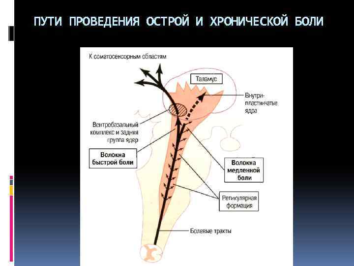 Путь проведения. Нейрофизиологический механизм проведения боли.