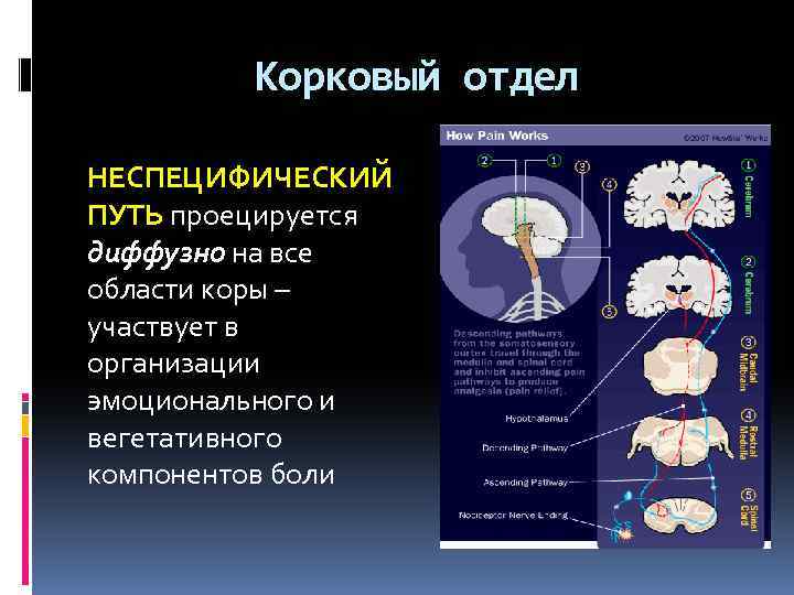 Корковый отдел НЕСПЕЦИФИЧЕСКИЙ ПУТЬ проецируется диффузно на все области коры – участвует в организации