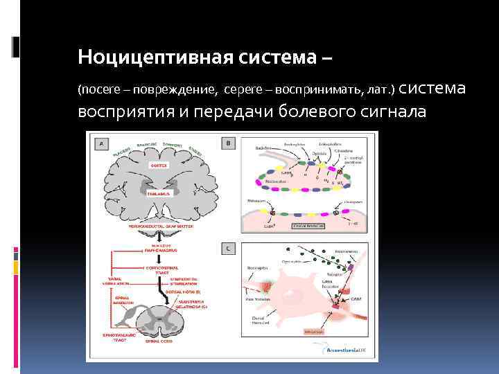 Ноцицептивная система. Ноцицептивная и антиноцицептивная системы. Строение ноцицептивной системы. Ноцицептивная сенсорная система.