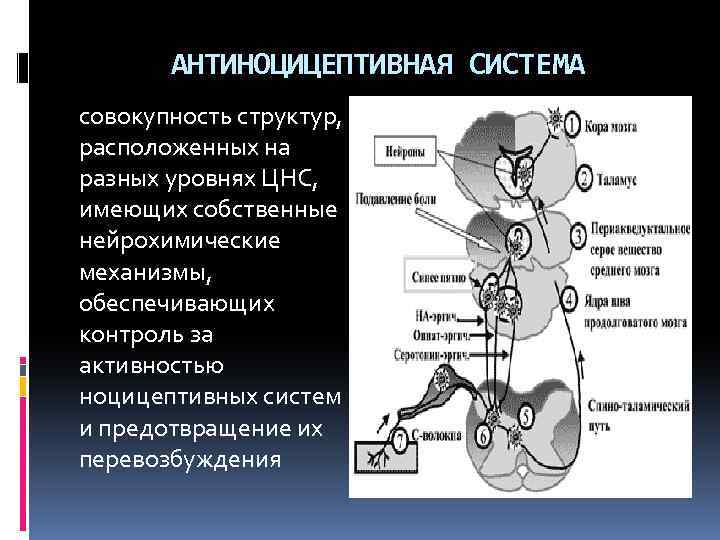 Схема антиноцицептивной системы