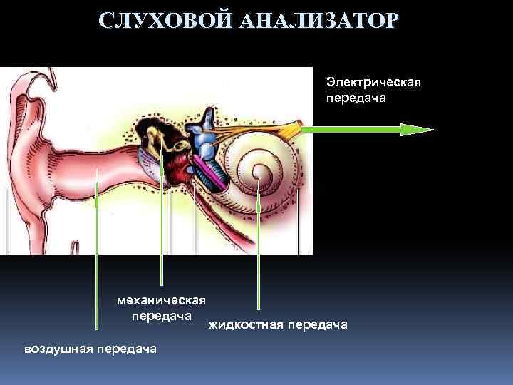 СЛУХОВОЙ АНАЛИЗАТОР Электрическая передача механическая передача воздушная передача жидкостная передача 